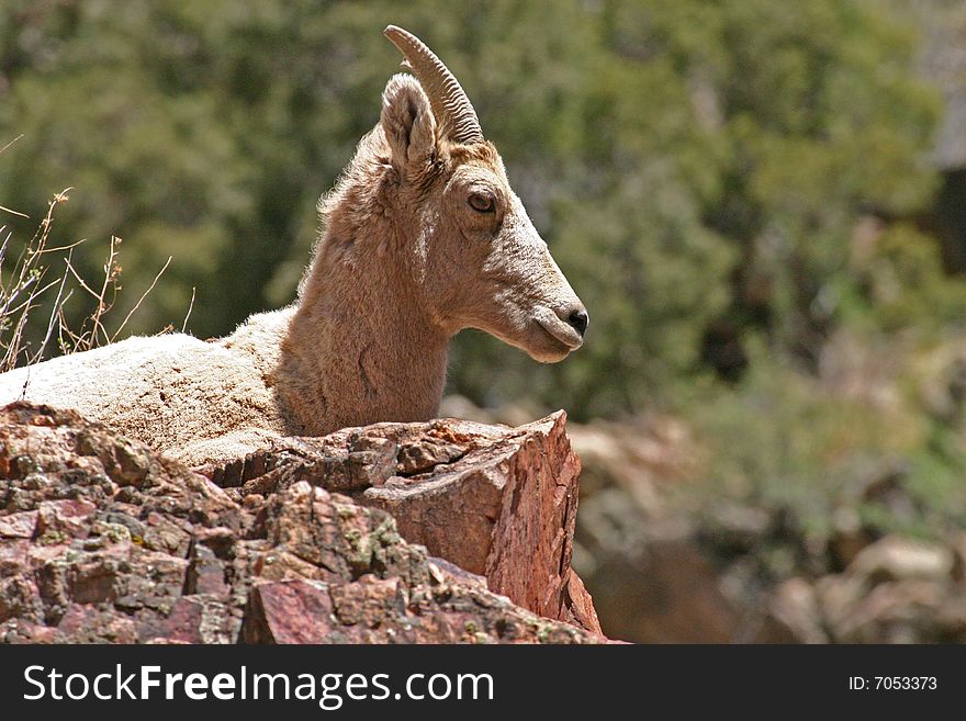 Female bighorn sheep laying on top of a rock in the Rocky mountains. Female bighorn sheep laying on top of a rock in the Rocky mountains