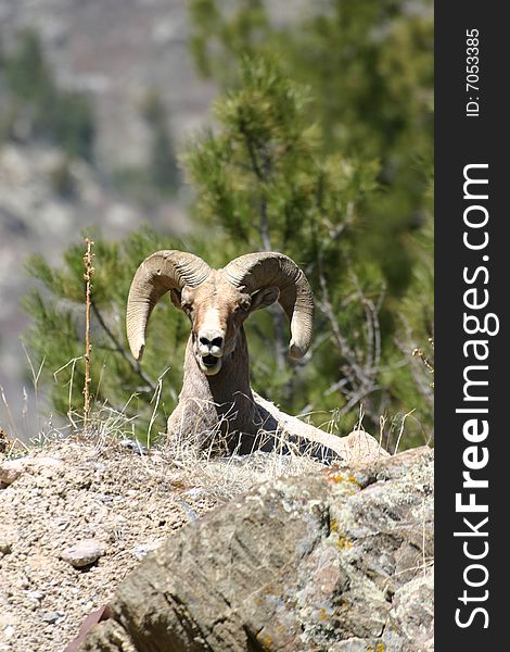 Male bighorn sheep laying in rocky area of the Rocky mountains. Male bighorn sheep laying in rocky area of the Rocky mountains