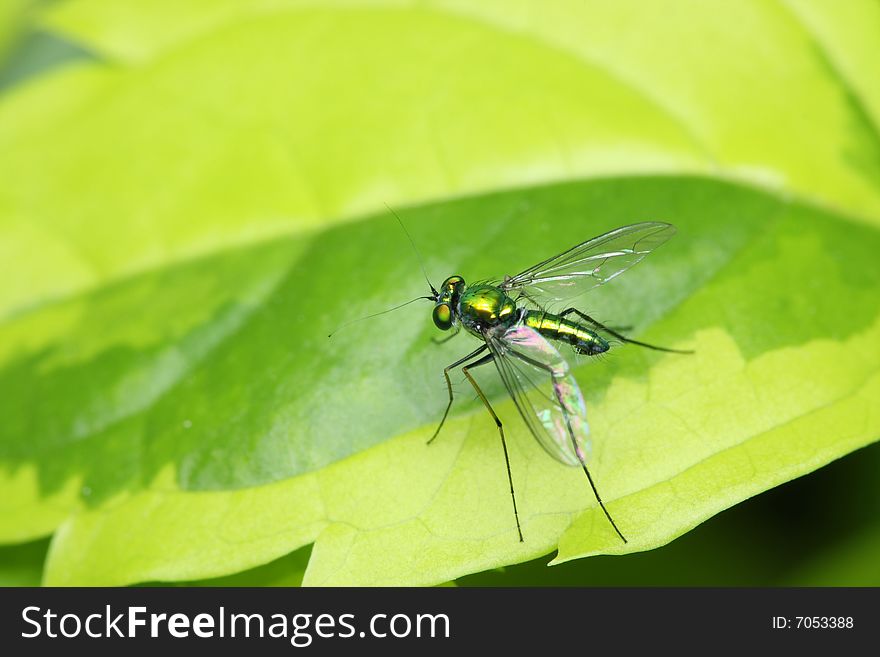 Close up of a long legged fly stand on green leaf.