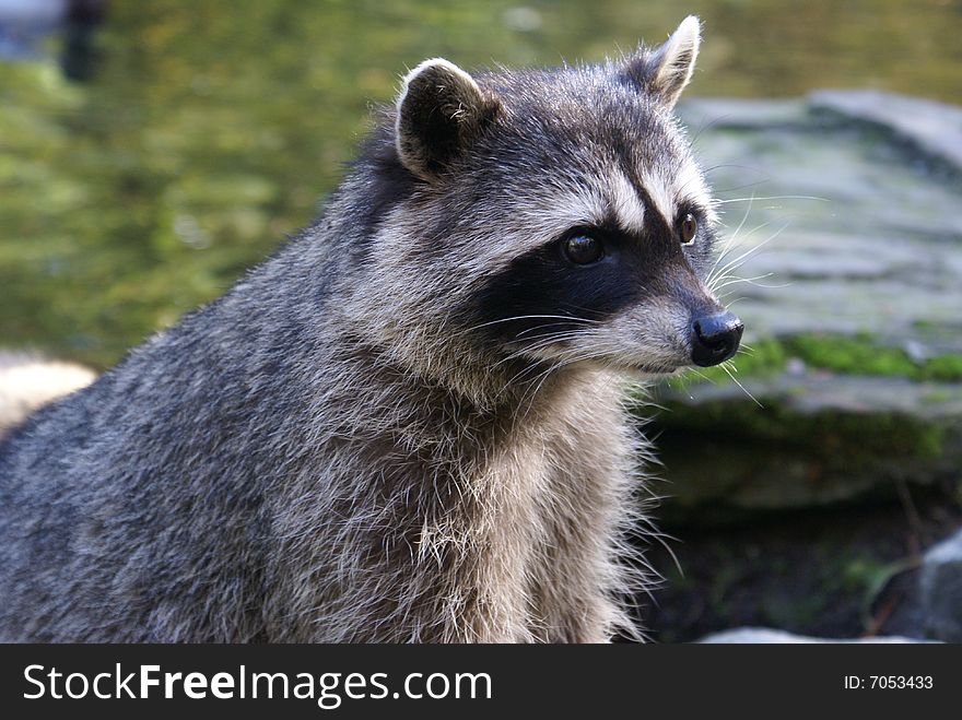 Raccoon S Head