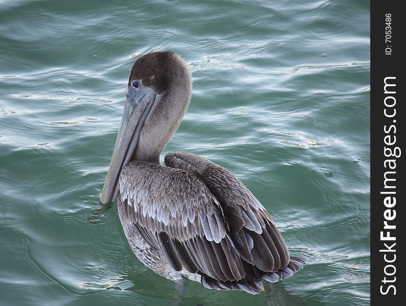 Pelican Swimming