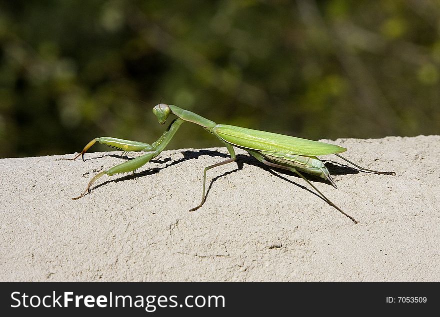 A praying mantis suns itself on a rock wall.