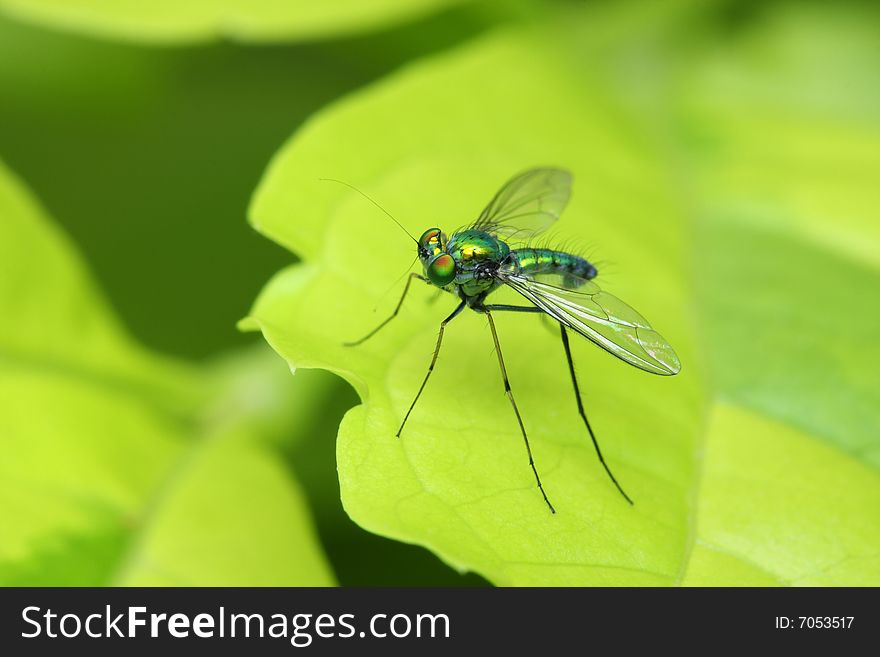 Close up of a long legged fly stand on green leaf.