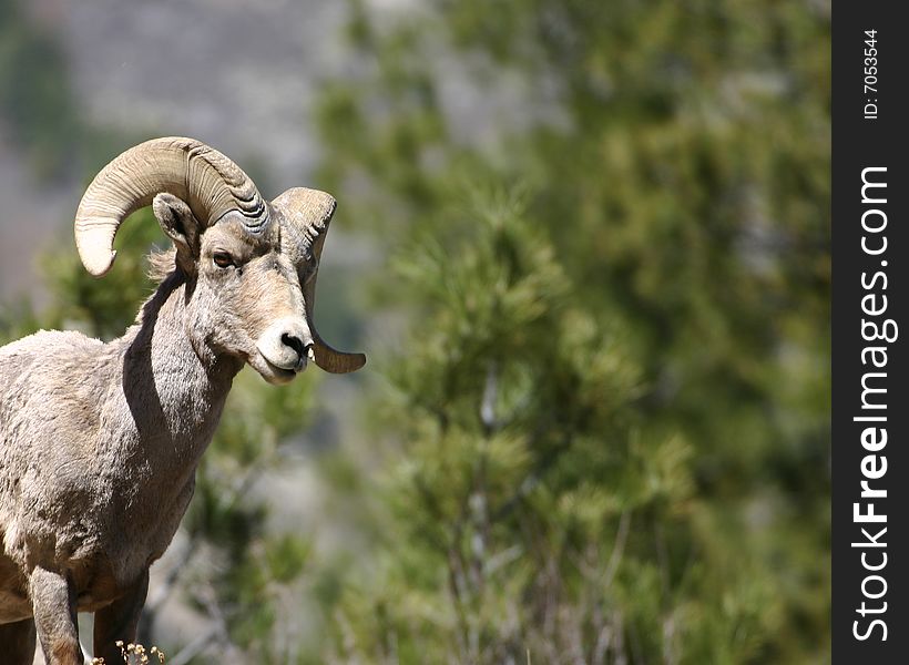 Male bighorn sheep walking into picture in the Rocky mountains. Male bighorn sheep walking into picture in the Rocky mountains