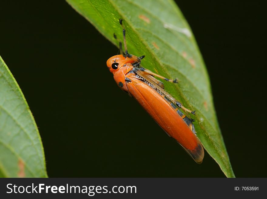 An orange hopper standing on green leaf.