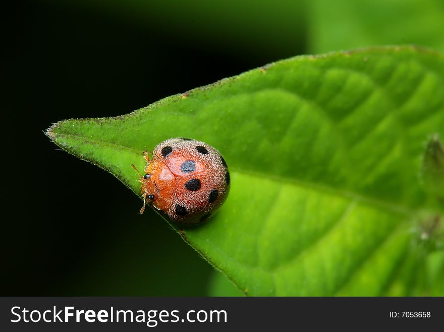 Close up of a ladybird bug crawling on green leaf.