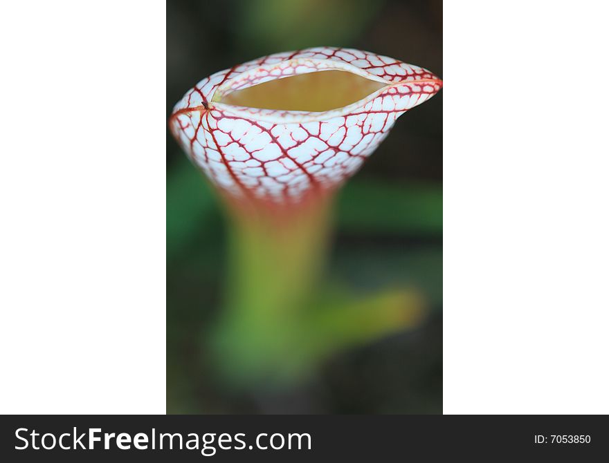 A lips-like carnivorous plant, pitcher plant (Sarracenia) from Florida, US. Plants have modified leaves which serve as traps for insects. Once an insect is trapped, it is killed and digested by enzymes, and nutrients are absorbed by the plant. Insectivorous plants inhabit acidic and low-nitrogen habitats. A lips-like carnivorous plant, pitcher plant (Sarracenia) from Florida, US. Plants have modified leaves which serve as traps for insects. Once an insect is trapped, it is killed and digested by enzymes, and nutrients are absorbed by the plant. Insectivorous plants inhabit acidic and low-nitrogen habitats.