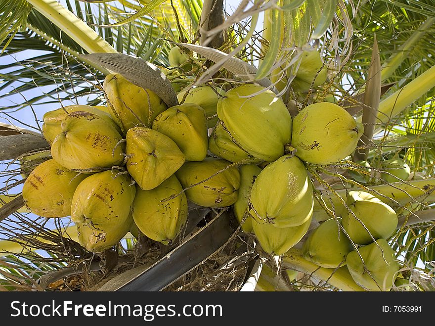 Coconuts On A Palm Tree.