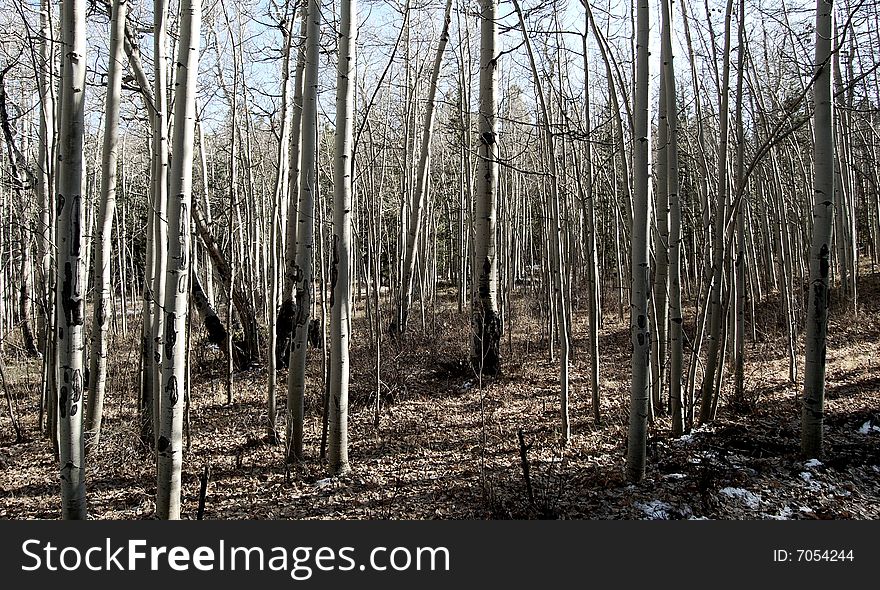 A forest of Aspens in the winter after they have all lost their leaves. A forest of Aspens in the winter after they have all lost their leaves