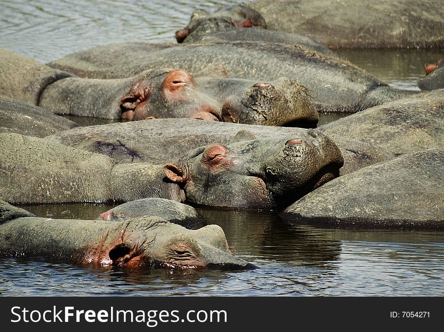 Several Hippos sleeping on each other in African River. Several Hippos sleeping on each other in African River