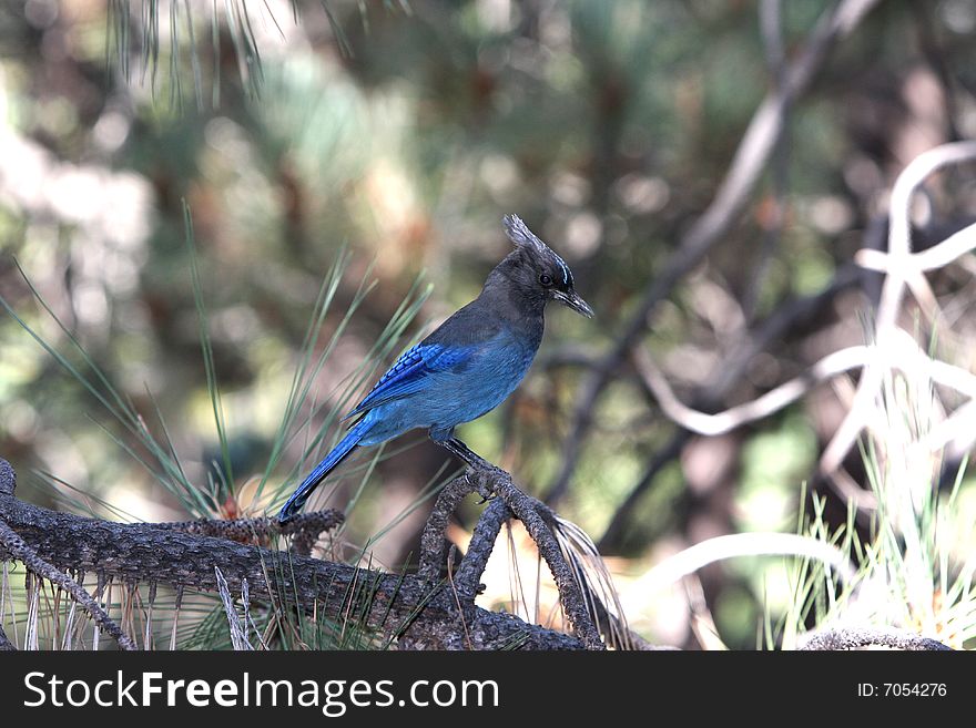 Blue Jay on tree branch in forest