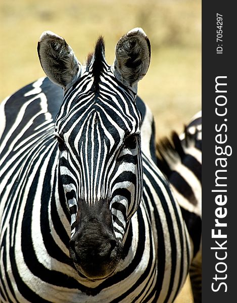 Portrait of Zebra head looking into the camera. Portrait of Zebra head looking into the camera