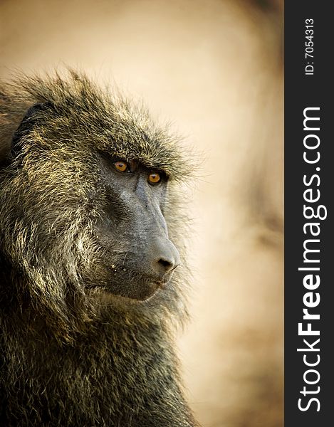 Select focus of the baboon's orange eyes looking away from the camera. Select focus of the baboon's orange eyes looking away from the camera