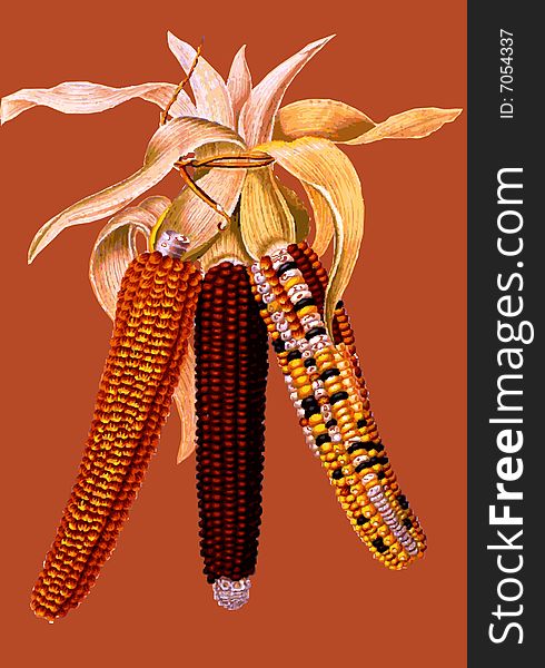 Autumn harvested corn isolated on red background. Autumn harvested corn isolated on red background.