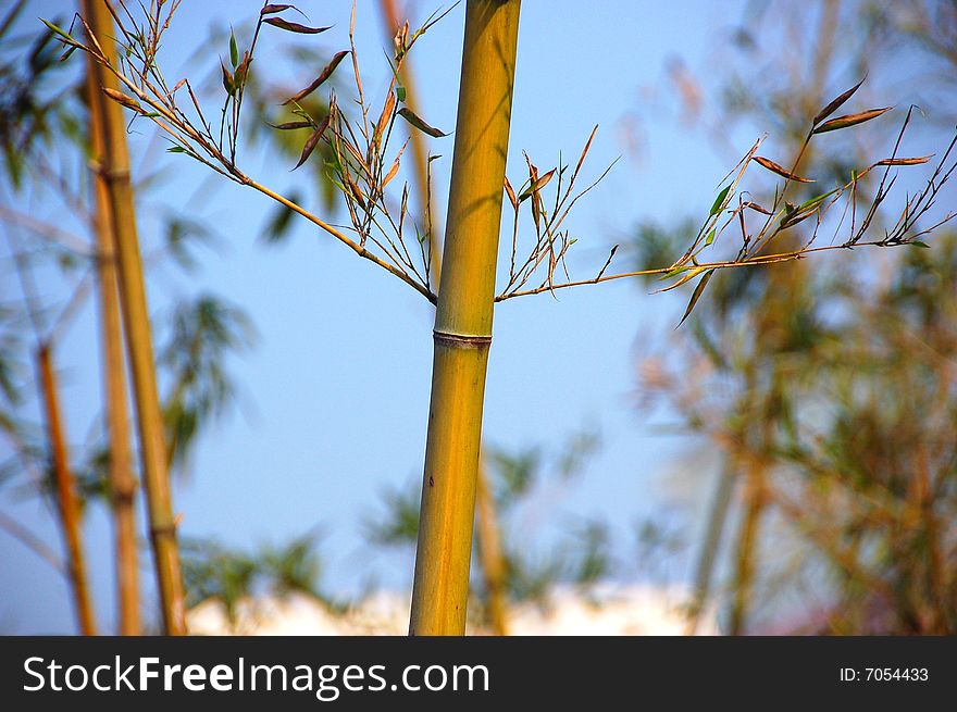 Bamboo branch and leafs on blue