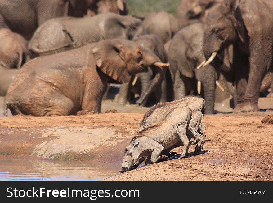 Warthogs Together Near A Herd Of Elephants