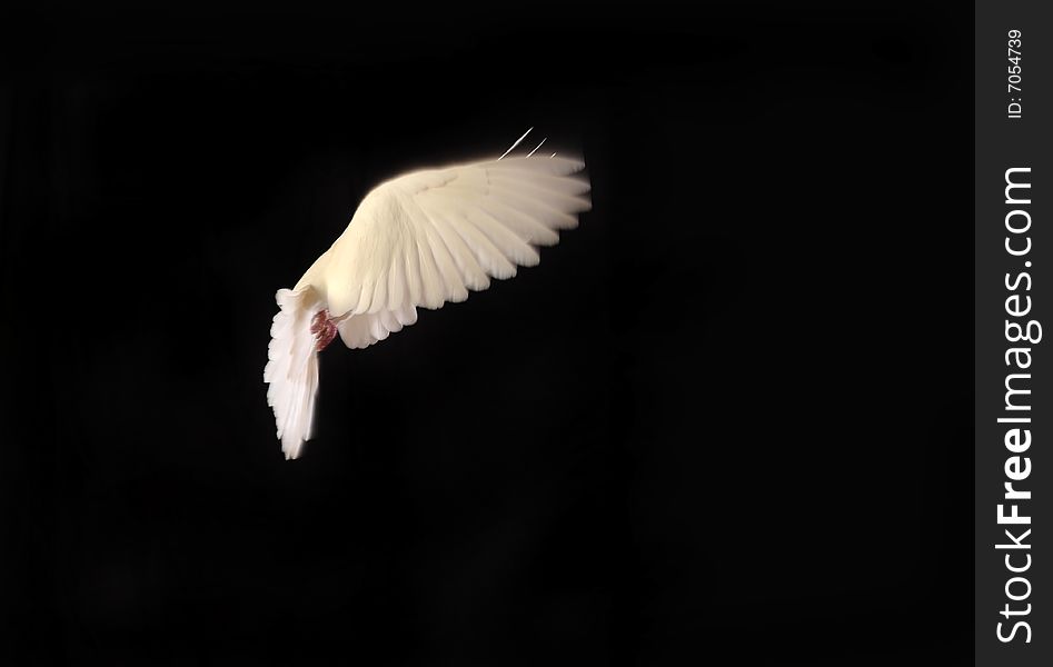 White Dove