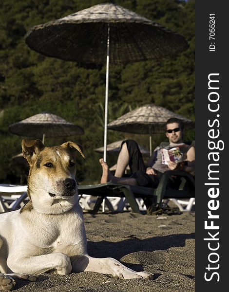 Young dog sitting on the sand in front of a young male reading a book. Young dog sitting on the sand in front of a young male reading a book