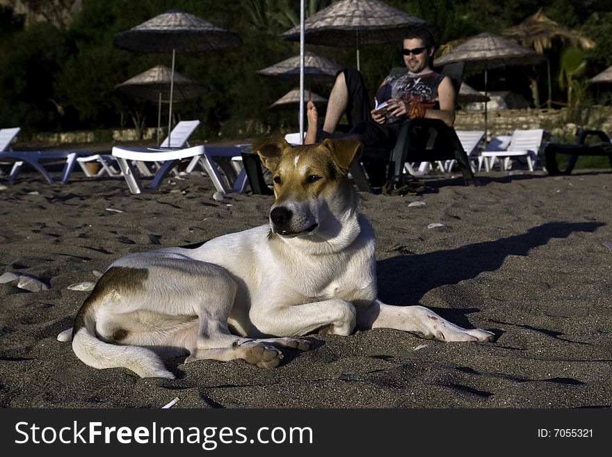 Young dog sitting on the sand in front of a young male reading a book. Young dog sitting on the sand in front of a young male reading a book