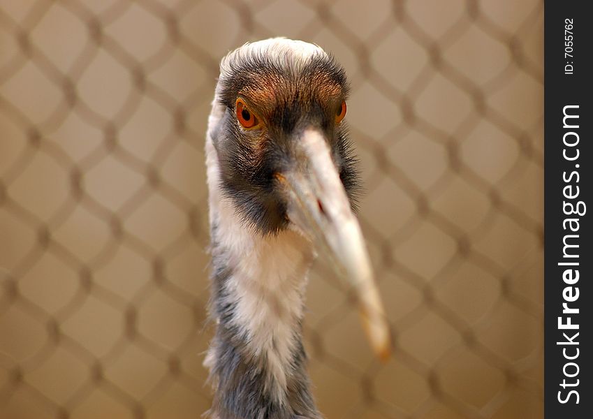 Zoo cage lonely thirst for freedom of Crane