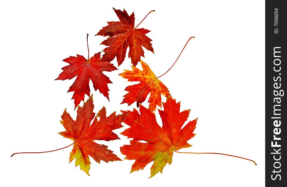 Autumn red and yellow leaves isolated over white. Autumn red and yellow leaves isolated over white