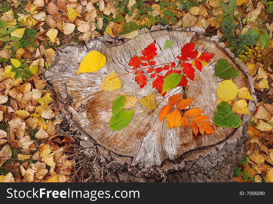 Autumn leaves on dry stump natural background