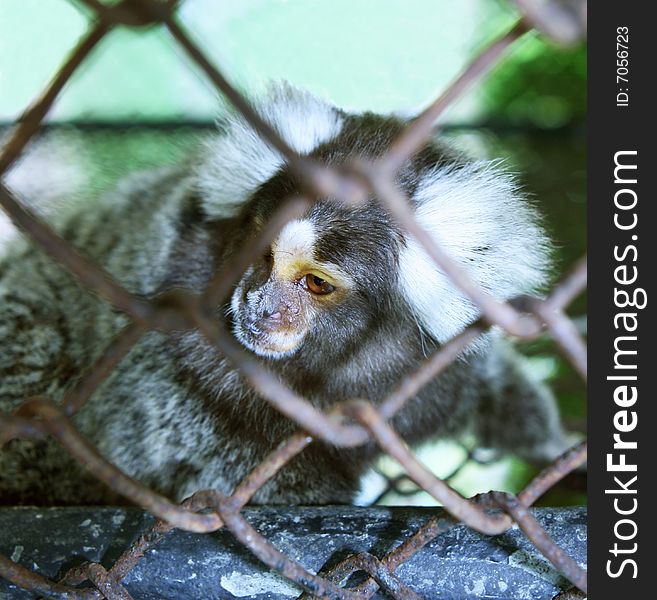 Wild tamarin monkey in a cage