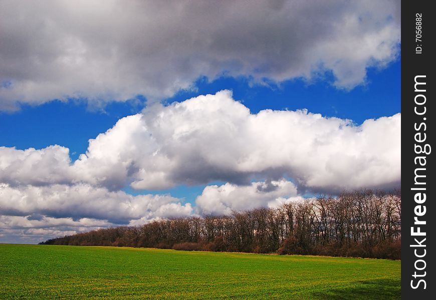 Spring green field wheat and white clouds. Spring green field wheat and white clouds