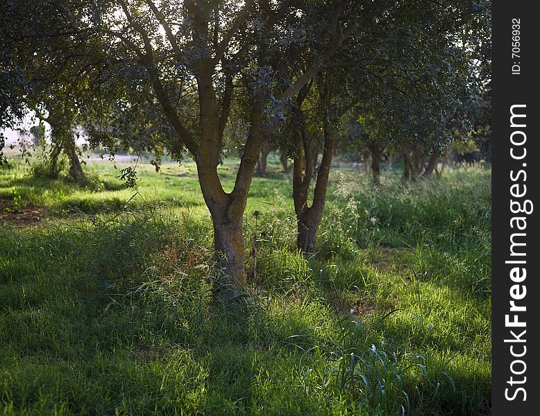 Trees With Back Light