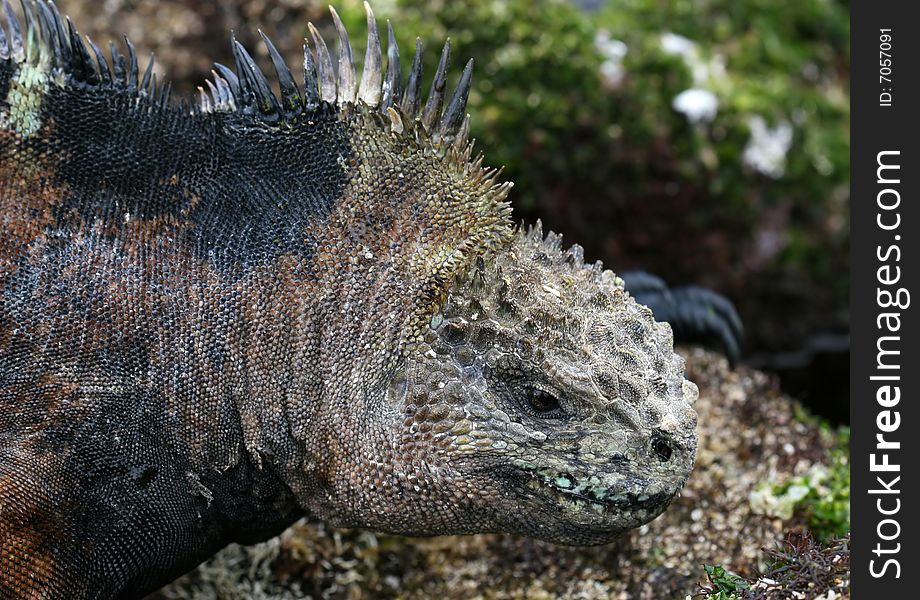 A marine iguana closeup shot - Galapagos Islands. A marine iguana closeup shot - Galapagos Islands