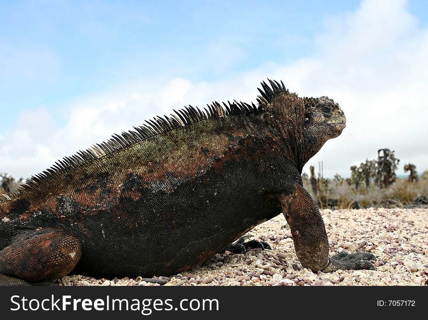 A fat marine iguana on the rocky shore of the Galapagos Islands of Ecuador
