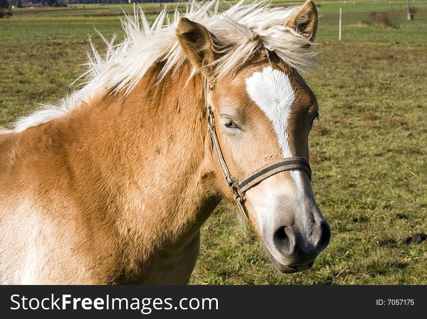 Close up of the horse on a green meadow. Close up of the horse on a green meadow.