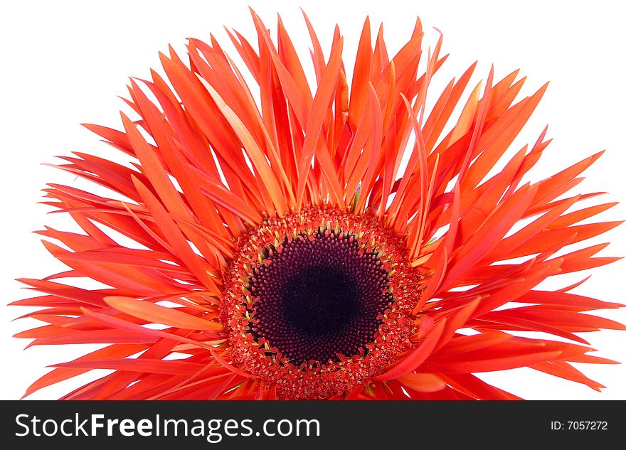 Red beautiful gerbera on a white background. Red beautiful gerbera on a white background
