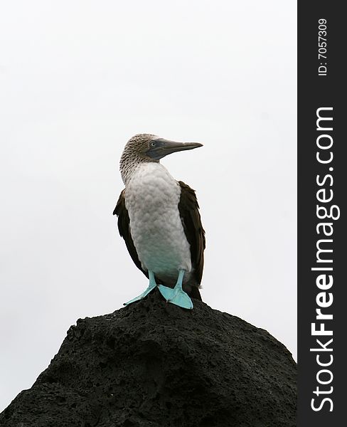 A blue footed bobby found in the Galapagos Islands of Ecuador. A blue footed bobby found in the Galapagos Islands of Ecuador