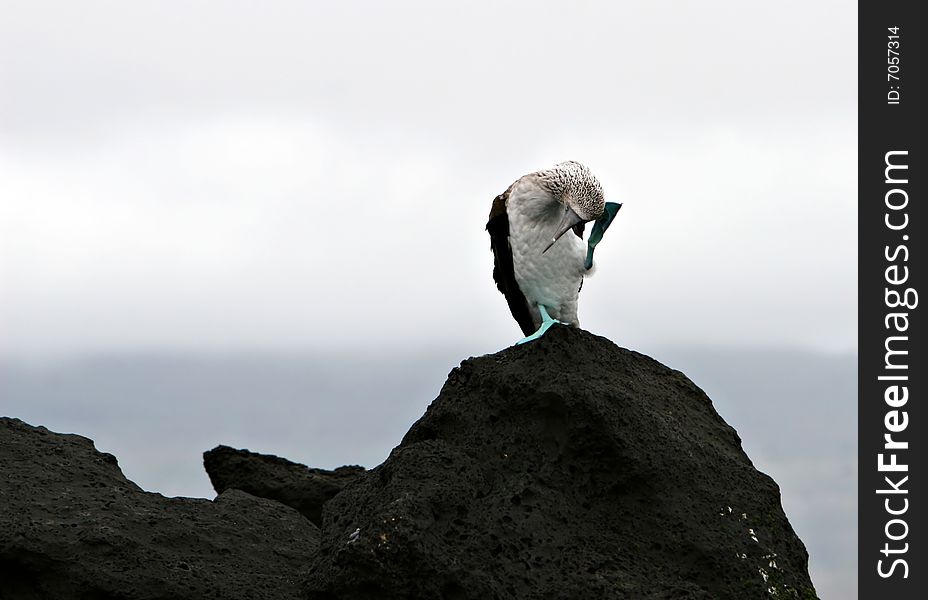 A blue footed booby sits on a rock in the Galapagos Islands