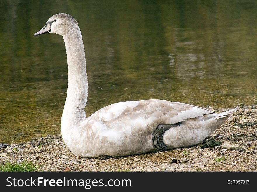 Beautiful young swan by the river.