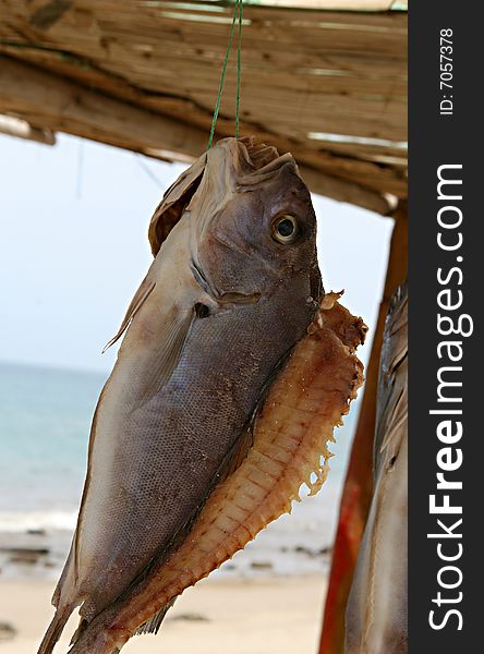 A beautiful fish drying on the beach in Peru. A beautiful fish drying on the beach in Peru