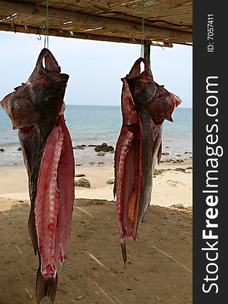 Fish hanging to dry on the beach in Peru. Fish hanging to dry on the beach in Peru