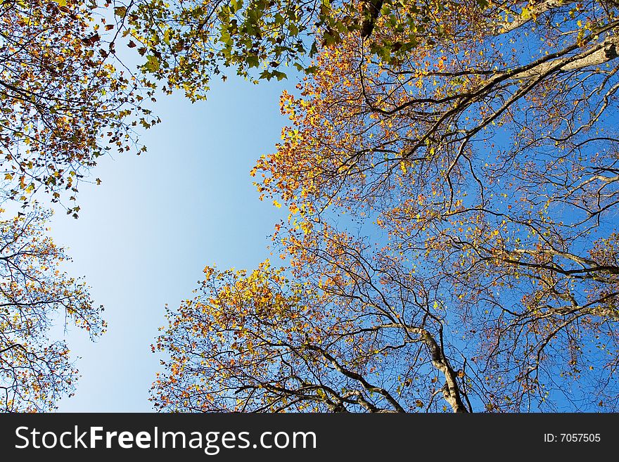 The trees with the blue sky background in aurumn. The trees with the blue sky background in aurumn.