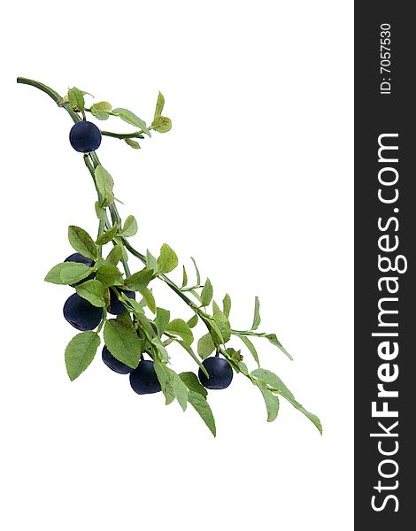 Bilberries on twig and egg white background