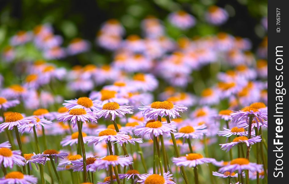 Field of wild violet flowers