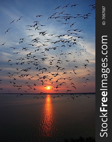 River sunset and seagulls silhouettes