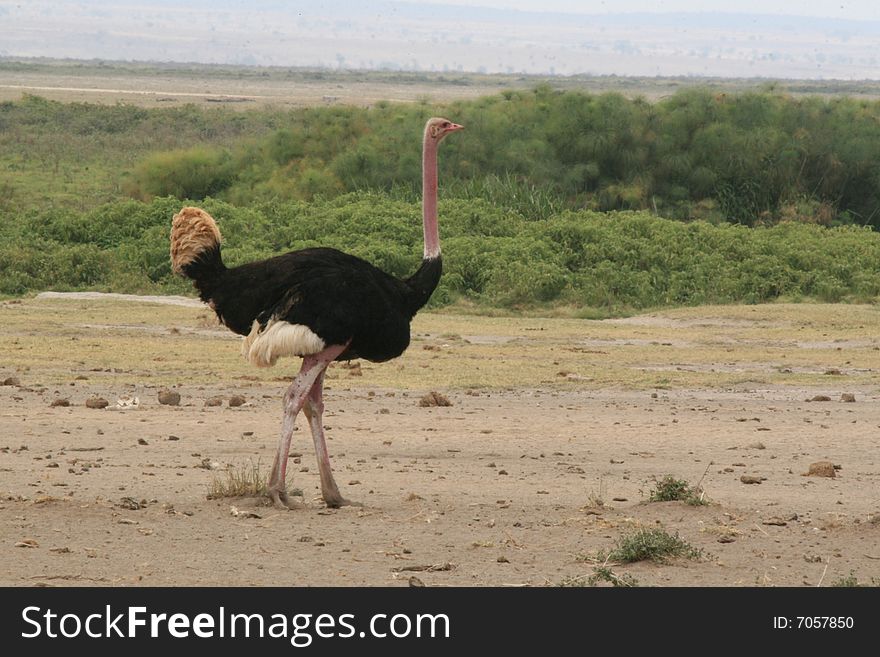 This is a photo of a male Ostrich taken in Kenya.