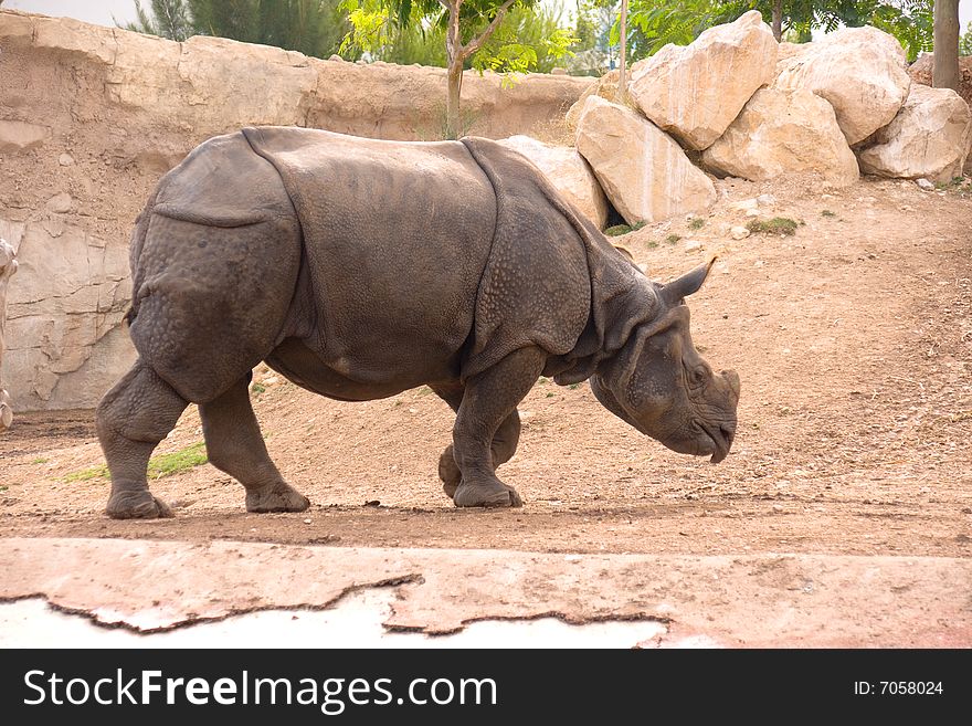 Big rhinoceros, Terra Natura, Spain