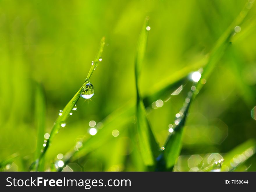 Dew drop on a blade of grass