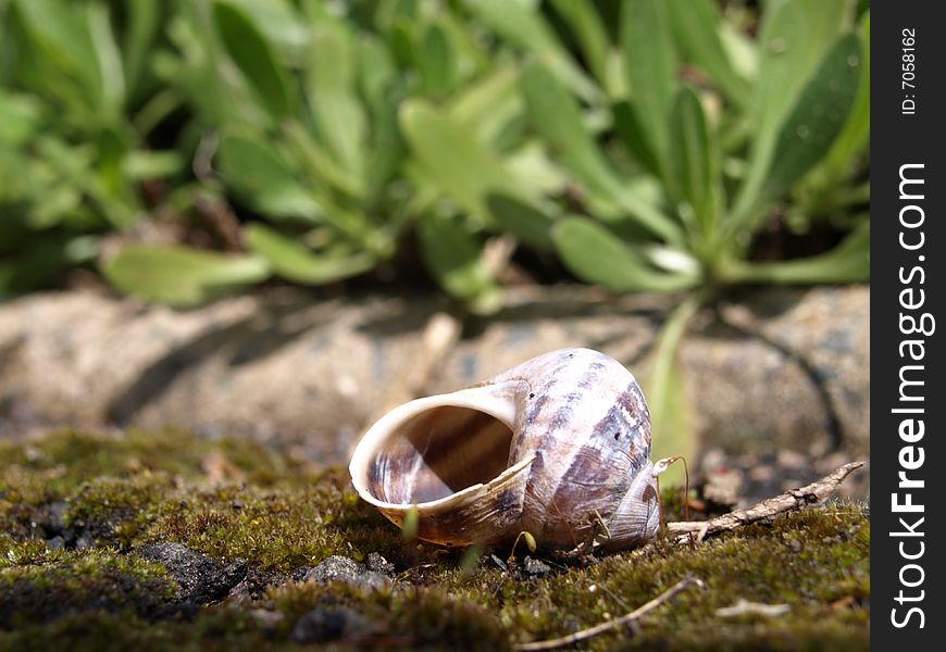 Sea shell on a soil and park as background.