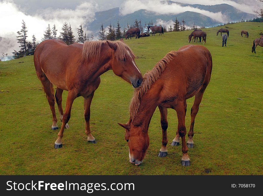 Horses are grazed on a meadow in a fog