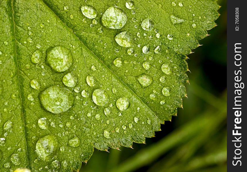 Green leaf with water drops