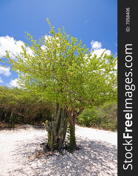 Bright tropical beach tree