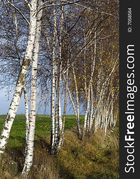 Birch trees in a country side